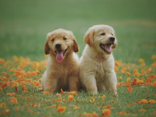 puppies